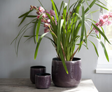 Africa L Orchidpot Purple | Decord.gr