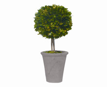 Buxus Plant - Grey Pot | Decord.gr
