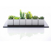 Decorative Succulent | Decord.gr